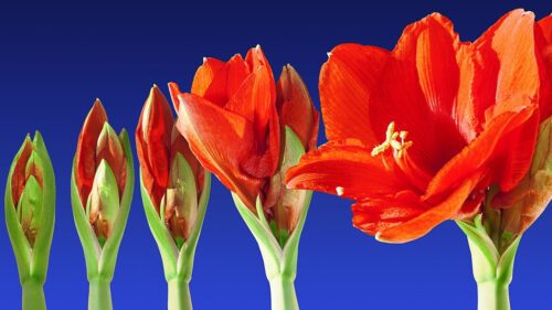 primavera en ingles
