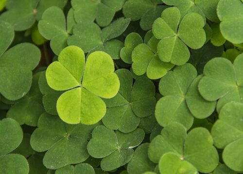 curiosidades sobre st patrick's day